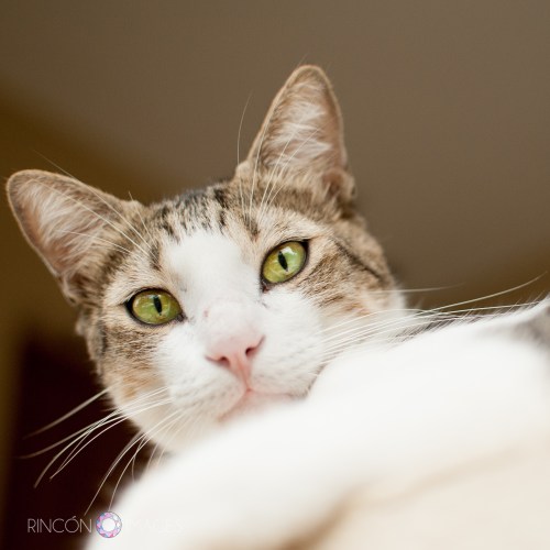 If Gatito had a Facebook page this would be his profile pic. haha ;)