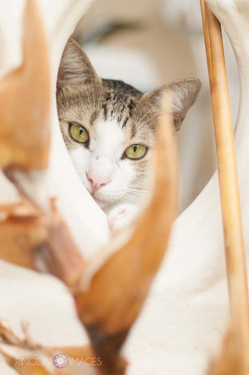 This was a fun shot, Gatito was peeking in and out of a dried up tropical flower.