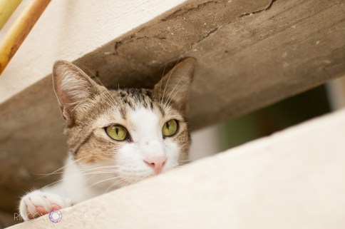 Gatitio_pet_portrait_photography-3