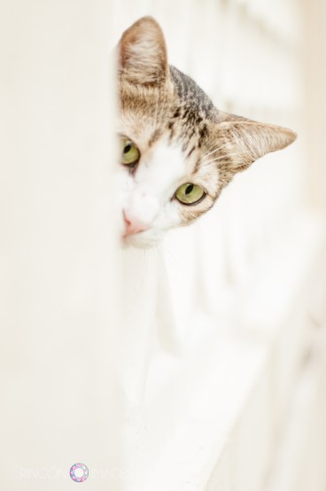 Cats make purrrfect subjects for practicing portrait photography.