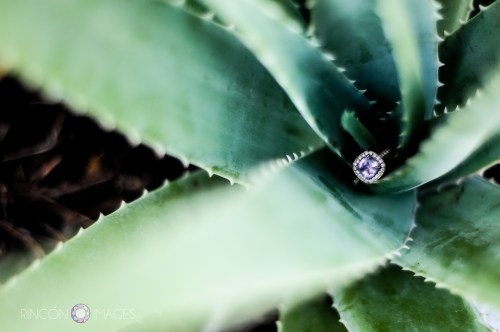 I love using natural elements when doing wedding photography. The rich lush green color of this aloe plant really makes the purple hues in the amethyst ring pop. Photograph by Rincon Images wedding photographer Puerto Rico.