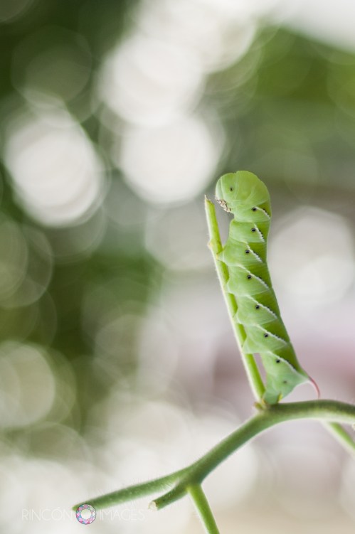 This is one of the caterpillars I photographed in the garden the other day.