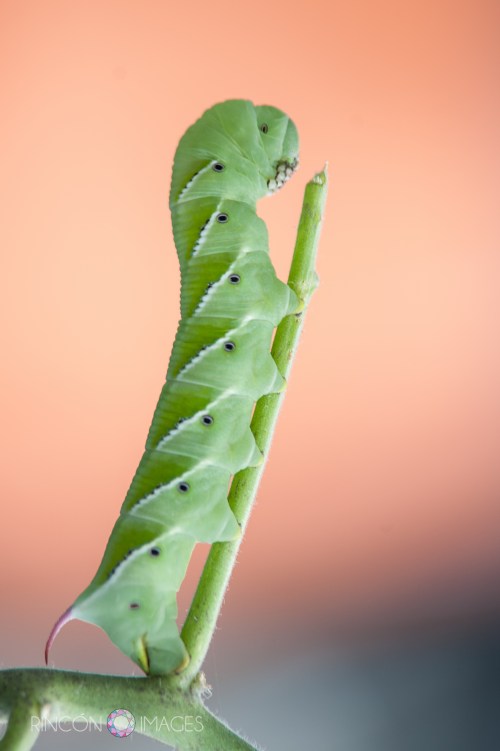 Photography is a great way to examine things up close. By using my long lens I am able to see so much more detail in this photograph than I could using just my naked eye. I really love the way the green of the caterpillar pops out agains this orange background.