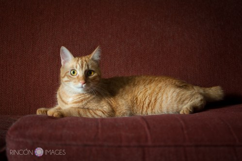 This is Andrea's cat 'Kuro'. He is an orange short tailed bobcat mix. He is named after Akira Kurosawa, a Japanese filmmaker.