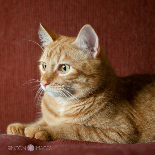 This is a head shot of 'Kuro', he is friendly and easy to photograph. He just loves to play and cuddle. Kuro was a rescued by Andreas boyfriend when he was just a little kitten.