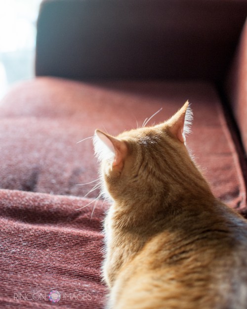 Usually when photographing animals I follow the same rules I use with people. I sit and wait. I wait for then to move into some great natural light before I start taking pictures. When photographing cats it is important to be patient. 