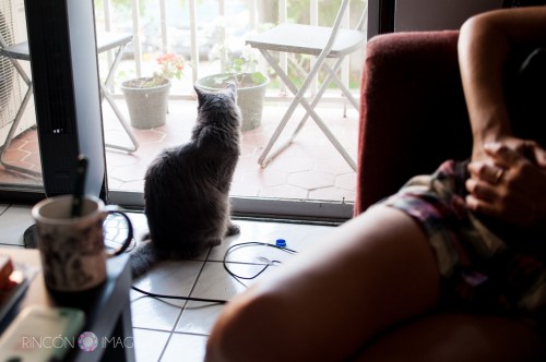 This is Andrea's other cat Leonardo or 'Leo' as he is called by his friends. 'Leo' is a much more elusive cat and is much harder to photograph. He is an absolutely beautiful long haired gray cat and it is worth the wait to take his photograph.