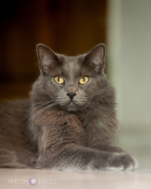 And now for Leo's close up! Leo was several feet away from the terrace window when I took this photograph. The light was dim so I slowed my shutter speed and set the camera on the floor to make this picture.