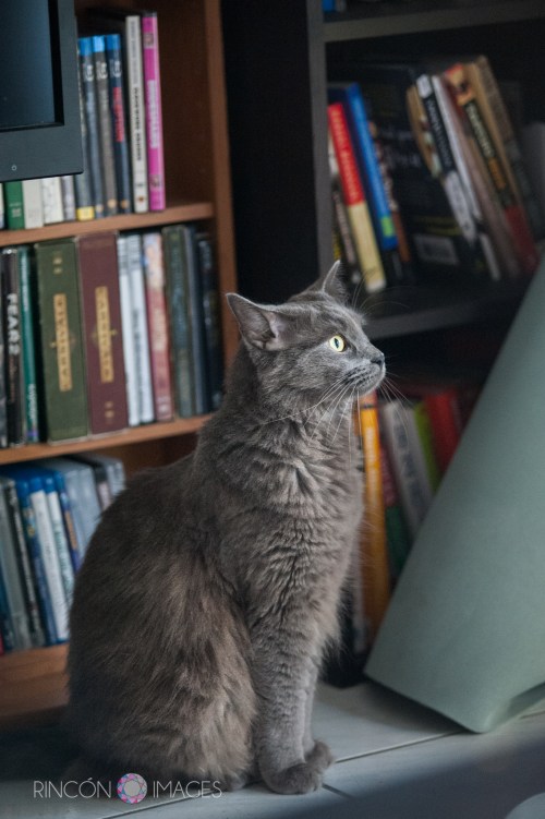 This is a photograph of 'Leo' in front of Andreas bookcase. He is sitting in the perfect amount of natural light here.